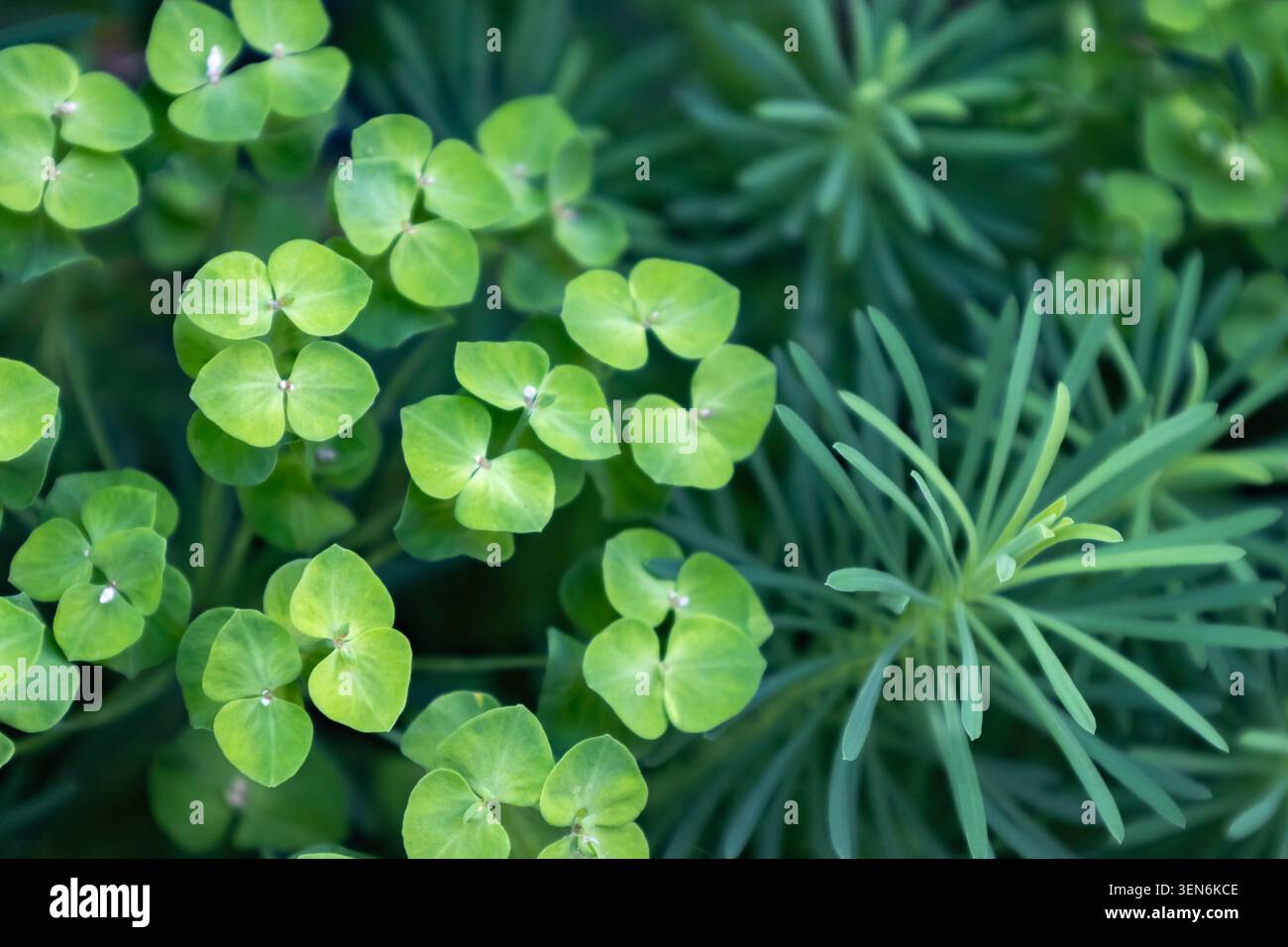 Vue de dessus des plantes luxuriantes d'Euphorbia verte fleurissant dans un jardin d'été ombragé, motif naturel de feuilles vibrantes Banque D'Images