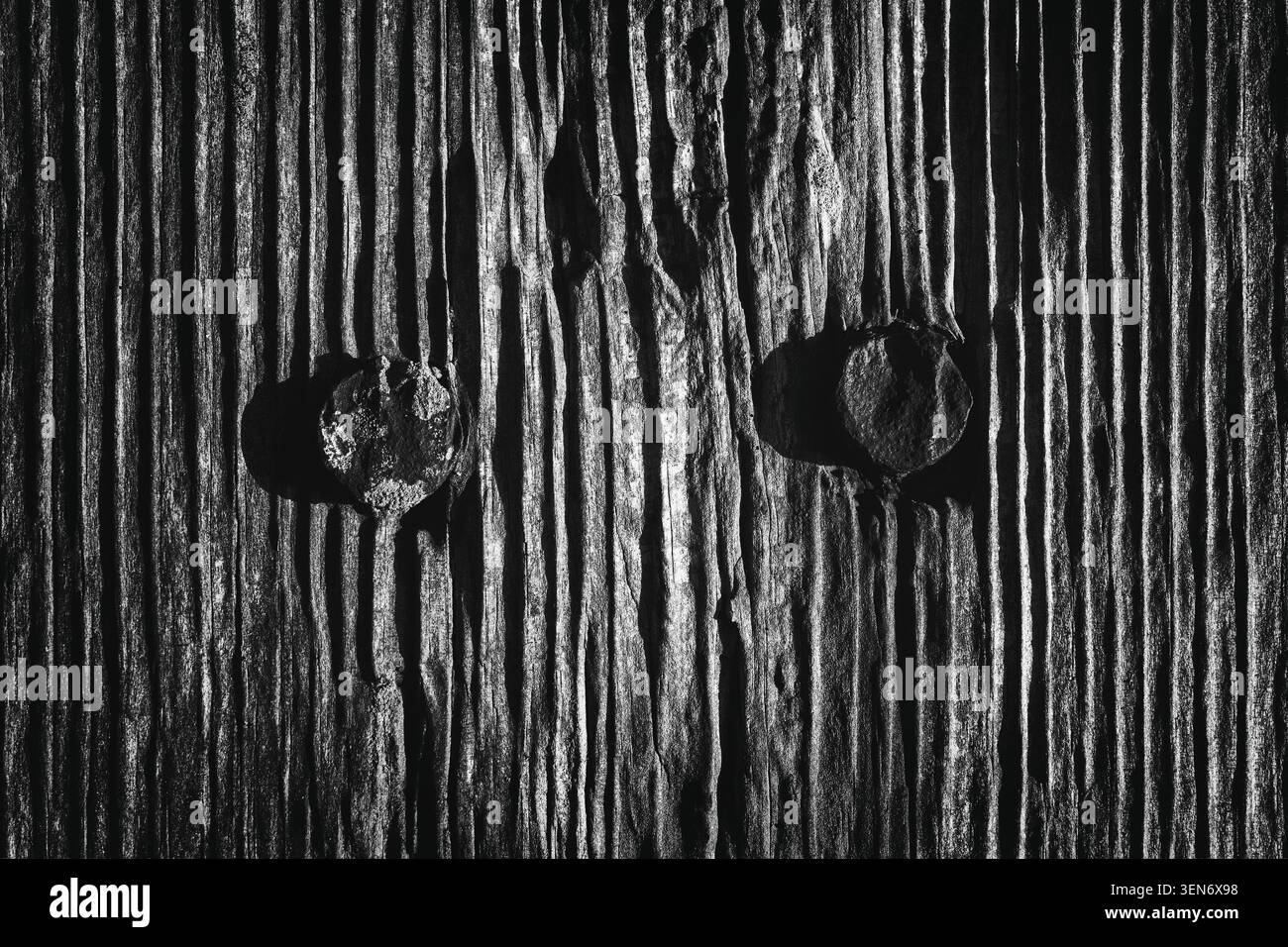 Photographie macro noir et blanc à contraste élevé d'un poteau de clôture en bois altéré. La surface présente des lignes parallèles profondes et deux petits boulons métalliques. Banque D'Images