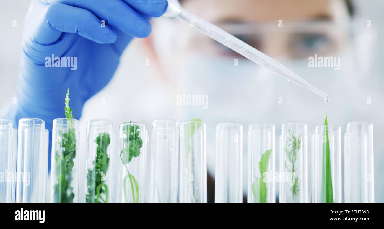 Flacons, recherche et femme avec plante dans un tube à essai pour le développement d'ogm, l'agriculture ou l'inspection dans la science. Biotech, nature et scientifique avec feuille Banque D'Images
