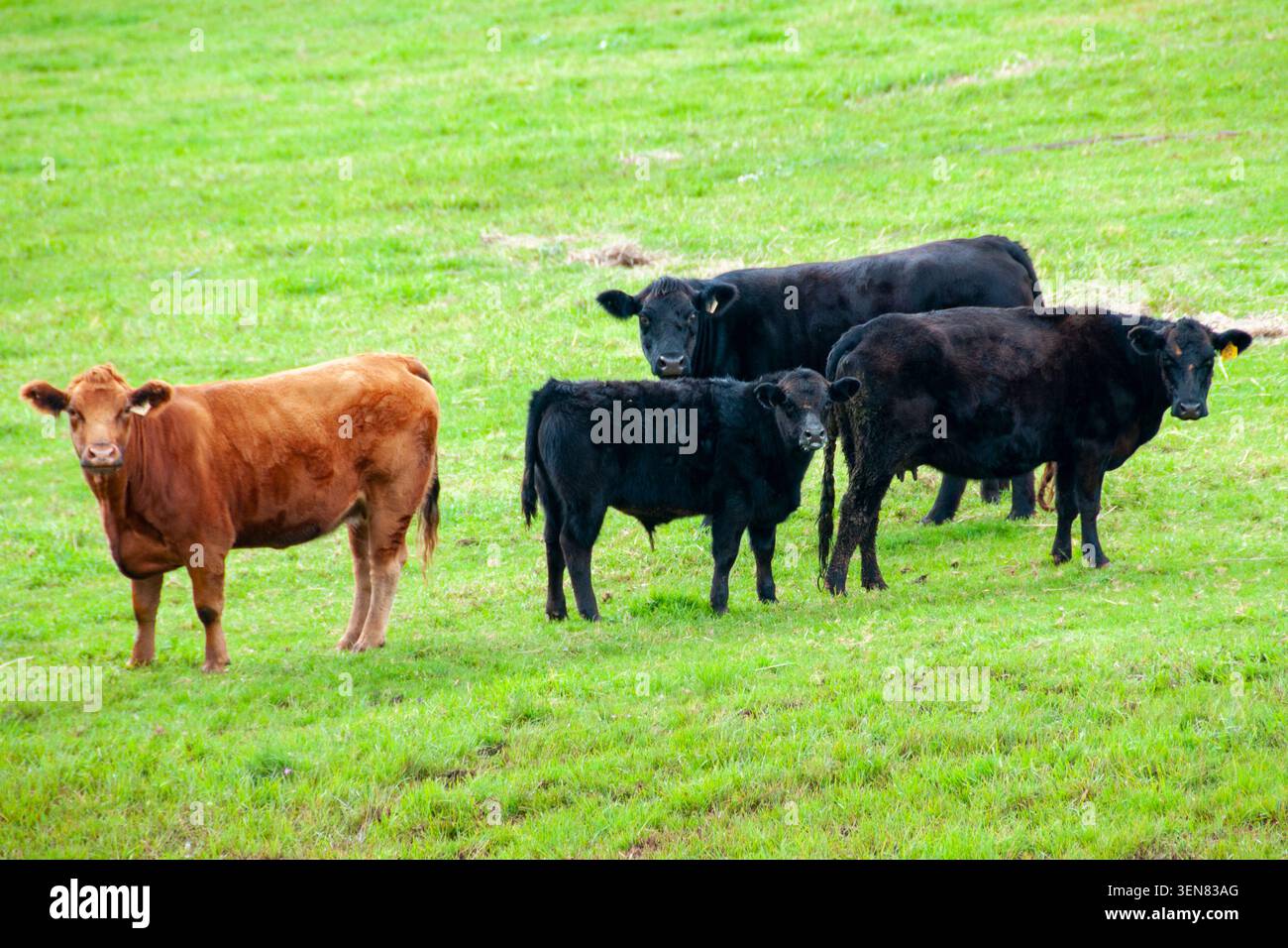 Aberdeen Angus bétail - Australie occidentale Banque D'Images