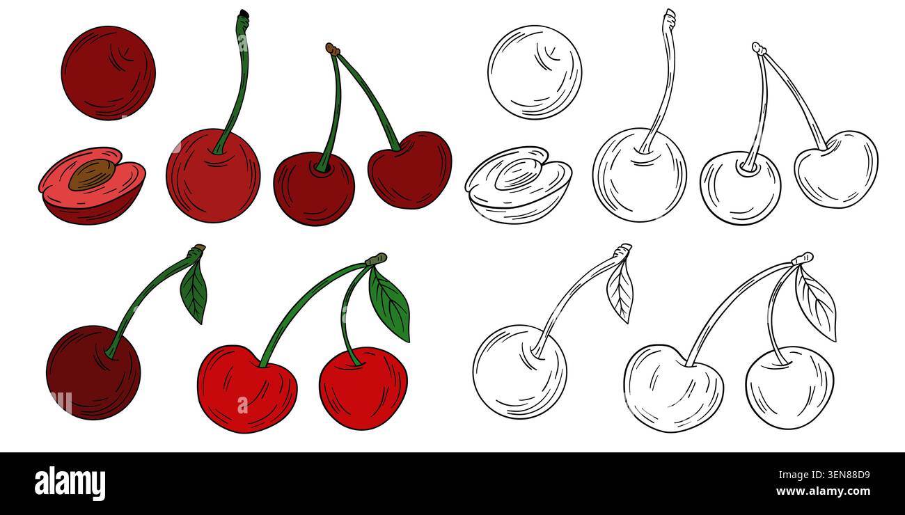 Illustration dessinée à la main de cerises et de cerises douces en couleur et contour blanc noir. Fruits entiers, cerises appariées, cerises tranchées, tiges, feuilles Banque D'Images