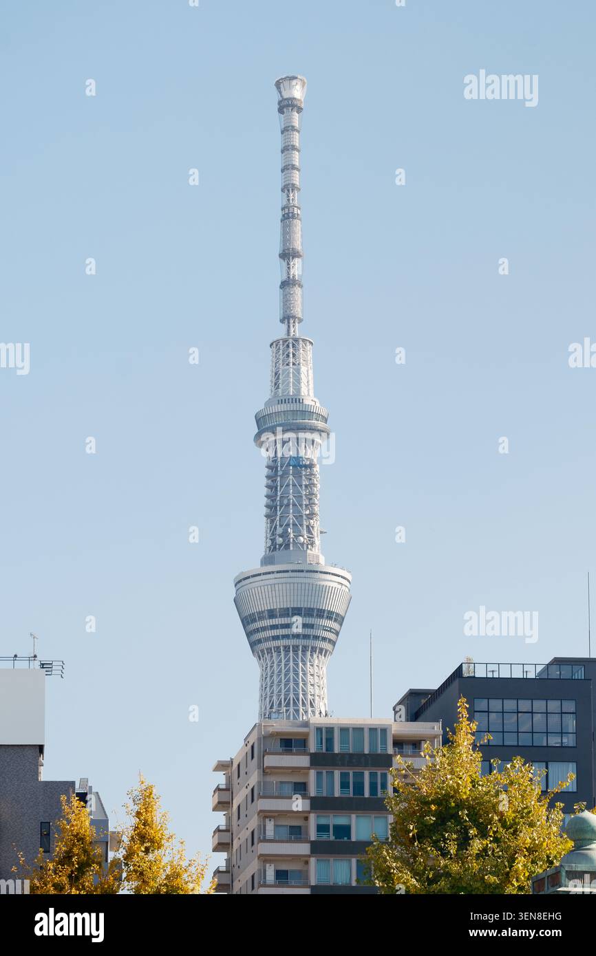 Vue architecturale en angle bas de la tour moderne Tokyo Skytree s'élevant derrière des arbres d'automne jaunes, Tokyo, Japon Banque D'Images