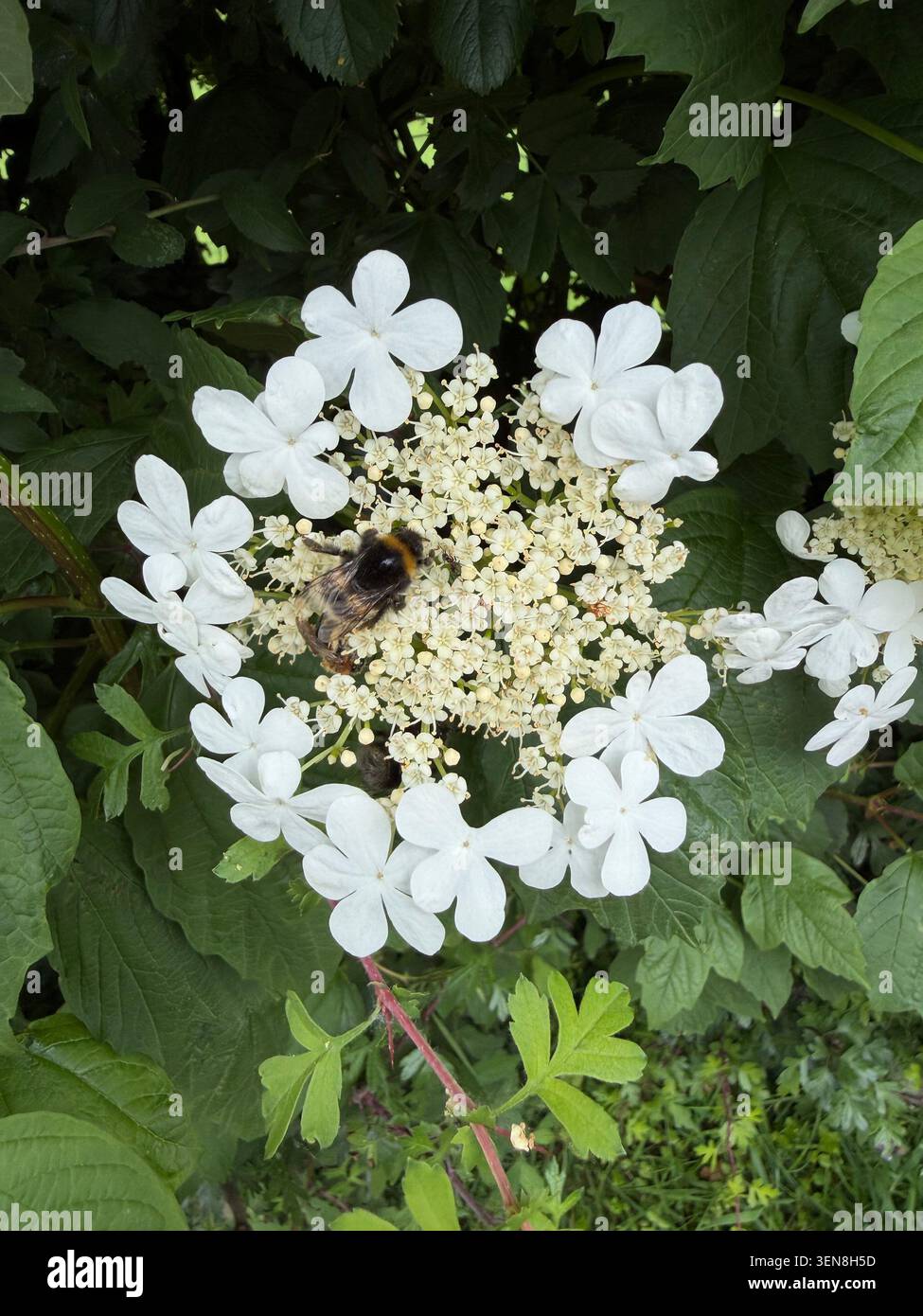 Abeille sur un rosier de Guelder, (Viburnum opulus) pays de Galles, juin. Banque D'Images