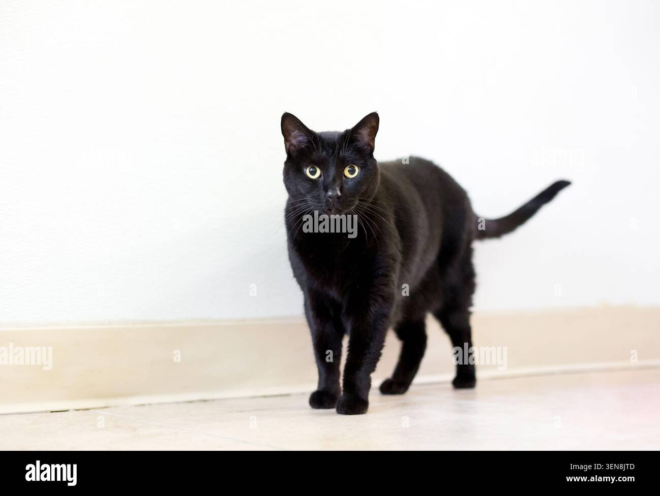 Un chat noir avec une expression aux yeux larges debout et regardant la caméra Banque D'Images