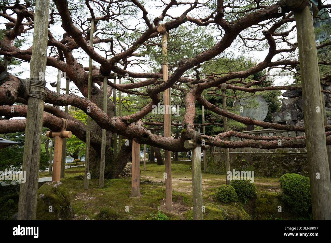 Japon avril 2026 Kanazawa. Jardin Kenrokuen. Arbre avec supports Banque D'Images