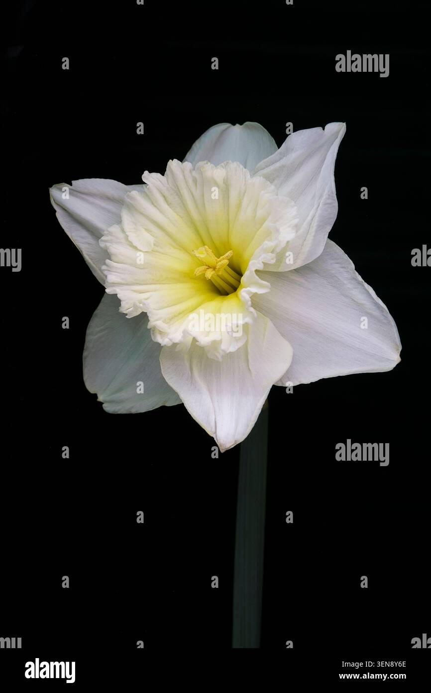 Jonquille, fleur de Narcisse sur fond noir Banque D'Images
