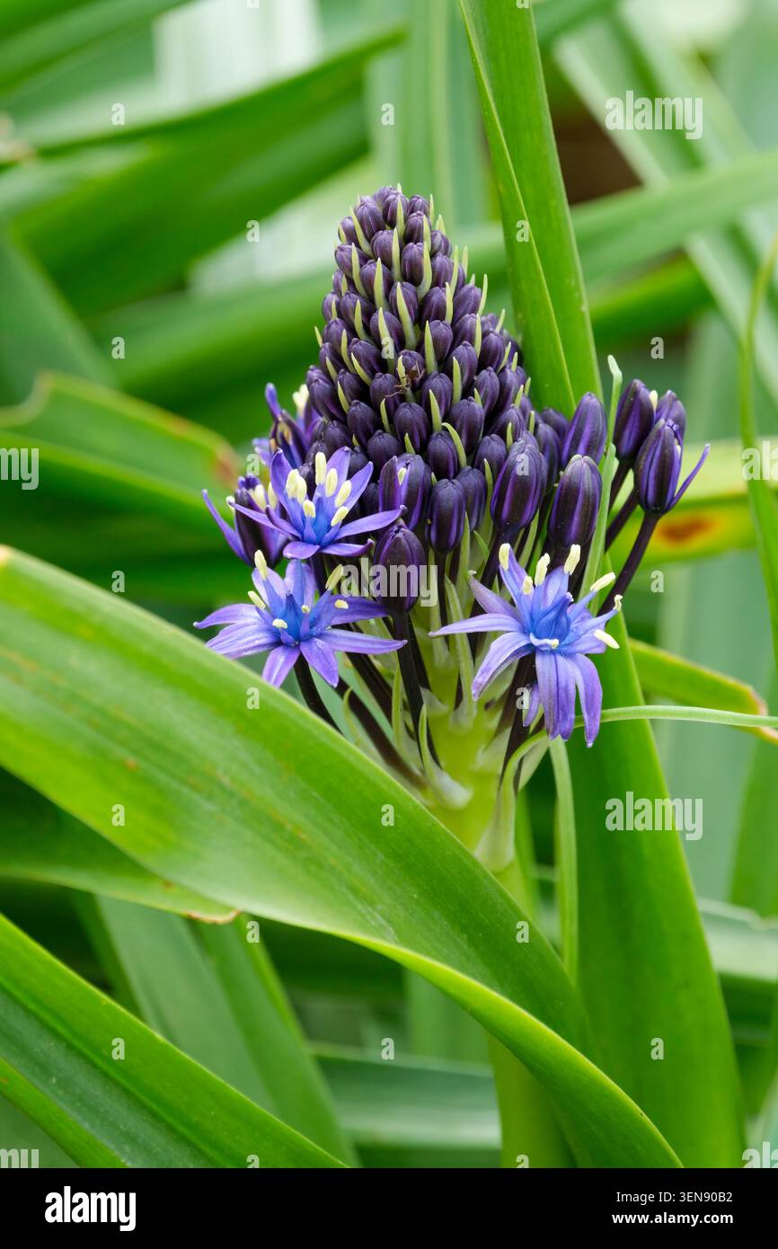 Scilla peruviana, courge portugaise, rosette de feuilles en forme de lance, racèmes coniques de fleurs bleu violet étoilé Banque D'Images