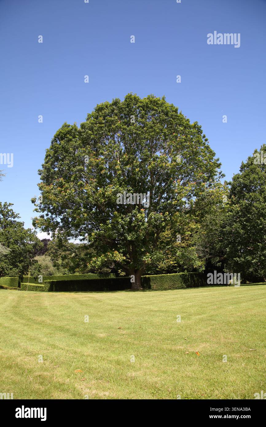 Arbre Sycamore sur le terrain de Hartsfield Manor Betchworth Surrey Angleterre Banque D'Images