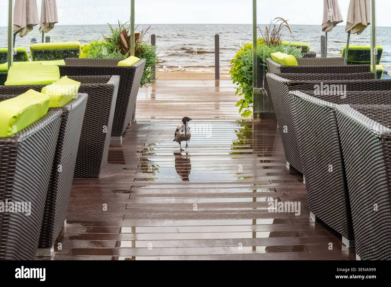 Moments côtiers tranquilles avec un corbeau solitaire marchant sur une terrasse en bord de mer baignée de pluie à Jurmala, Lettonie, pour le concept de solitude et d'atmosphère balnéaire Banque D'Images