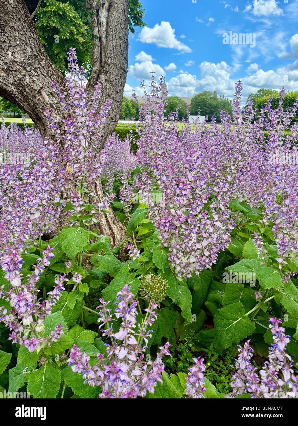 Fleurs de sauge Clary colorées violettes. Plus précisément Salvia sclarea var. turkestanica. Communément appelé sauge clary du Turkestan. Banque D'Images