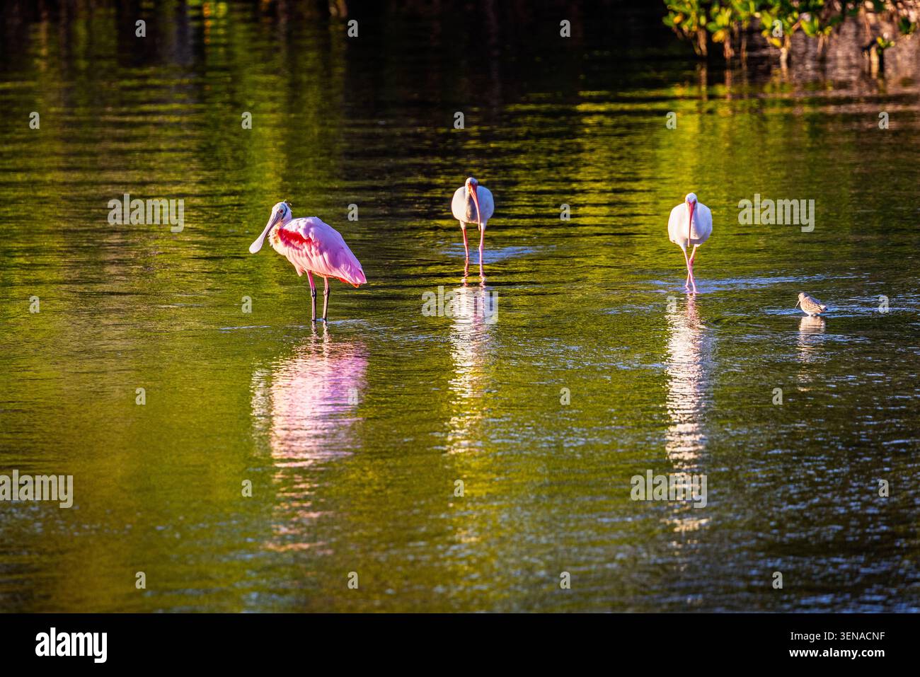 Roseate Spoonbill et American White ibises pataugent dans une réserve faunique à Sanibel, en Floride Banque D'Images
