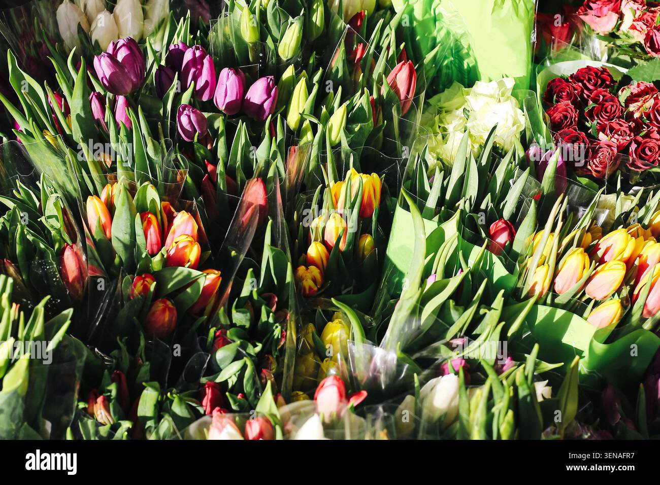 Tulipes colorées et fleurs de printemps à l'étal du marché. Présentation florale fraîche et concept de jardinage saisonnier en gros plan. Banque D'Images