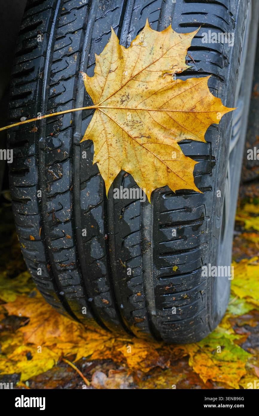 Gros plan de la feuille d'érable jaune sur la bande de roulement des pneus de voiture pendant la saison d'automne Banque D'Images