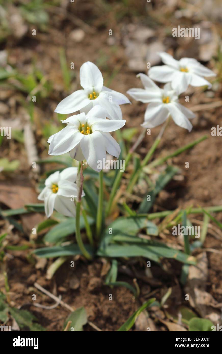 Ipheion uniflorum pousse dans le cimetière historique d'Oakwood à Tyler Texas Banque D'Images