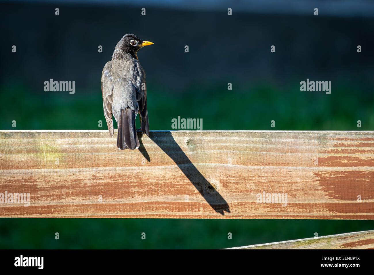Un robin se perche sur une clôture en bois ensoleillée, projetant une longue ombre sur un fond vert légèrement flou. Banque D'Images