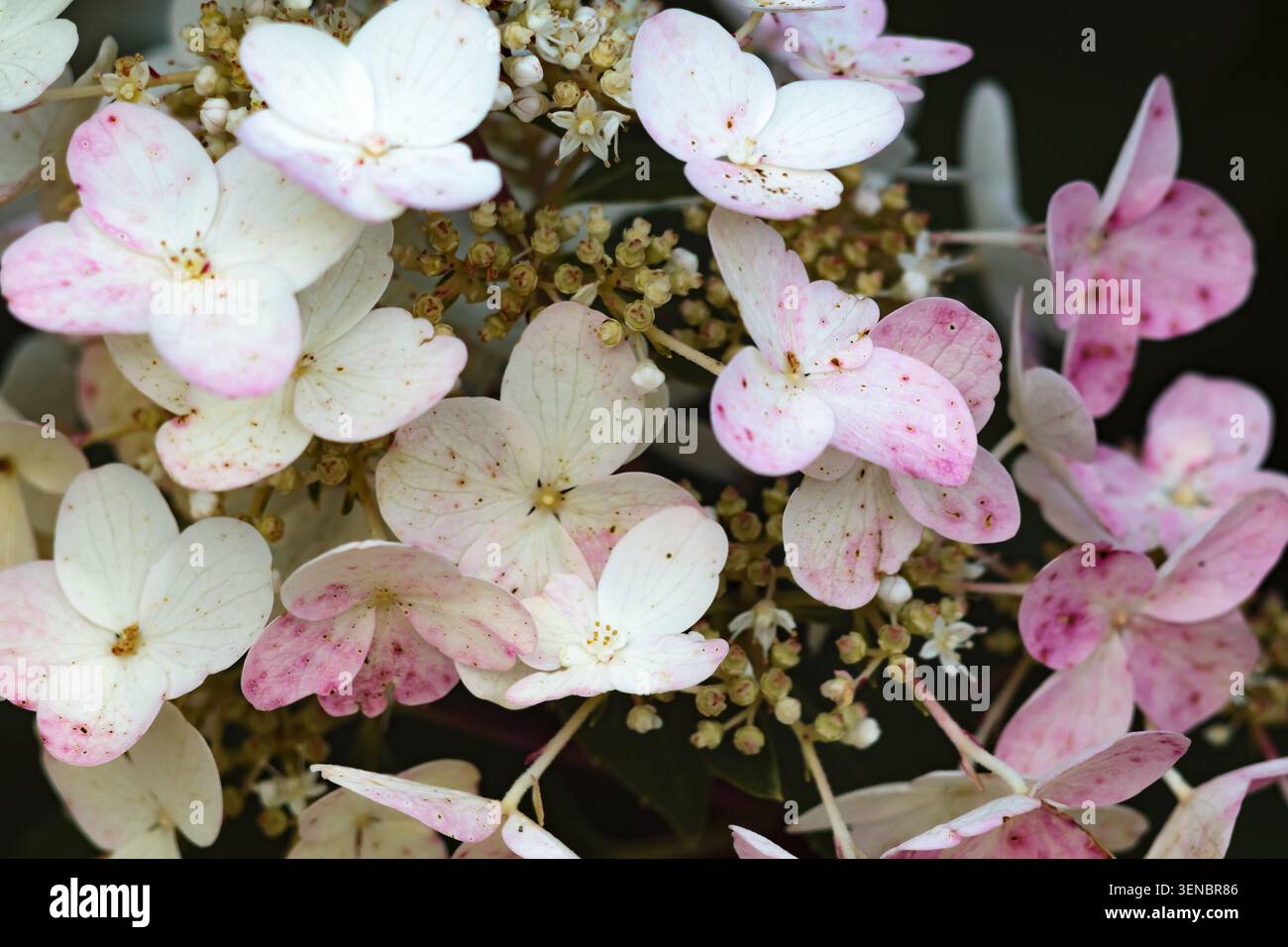 Hydrangea paniculata gros plan macro de délicats pétales à pois blancs et roses avec des veines visibles et de minuscules boutons floraux. Tons pastel doux et foncés Banque D'Images
