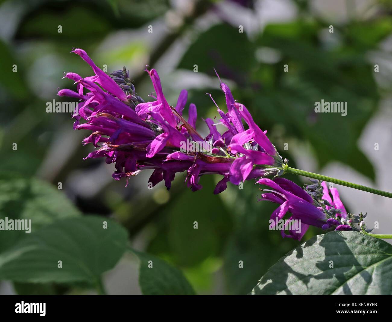 Salvia pourpre ou sauge pourpre d'automne, Salvia purpurea, Lamiaceae. Mexique et Amérique centrale du Nord. Salvia purpurea est une herbacée vivace. Banque D'Images