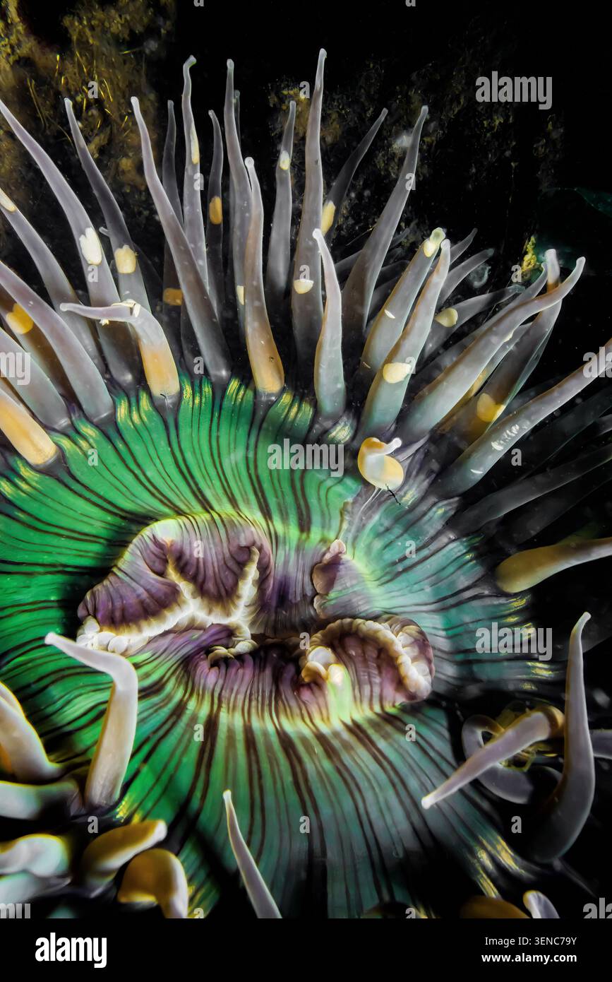 Sunburst Anemone, Anthopleura sola, s'accrochant à Moss Landing dans la baie de Monterey, Californie, États-Unis Banque D'Images