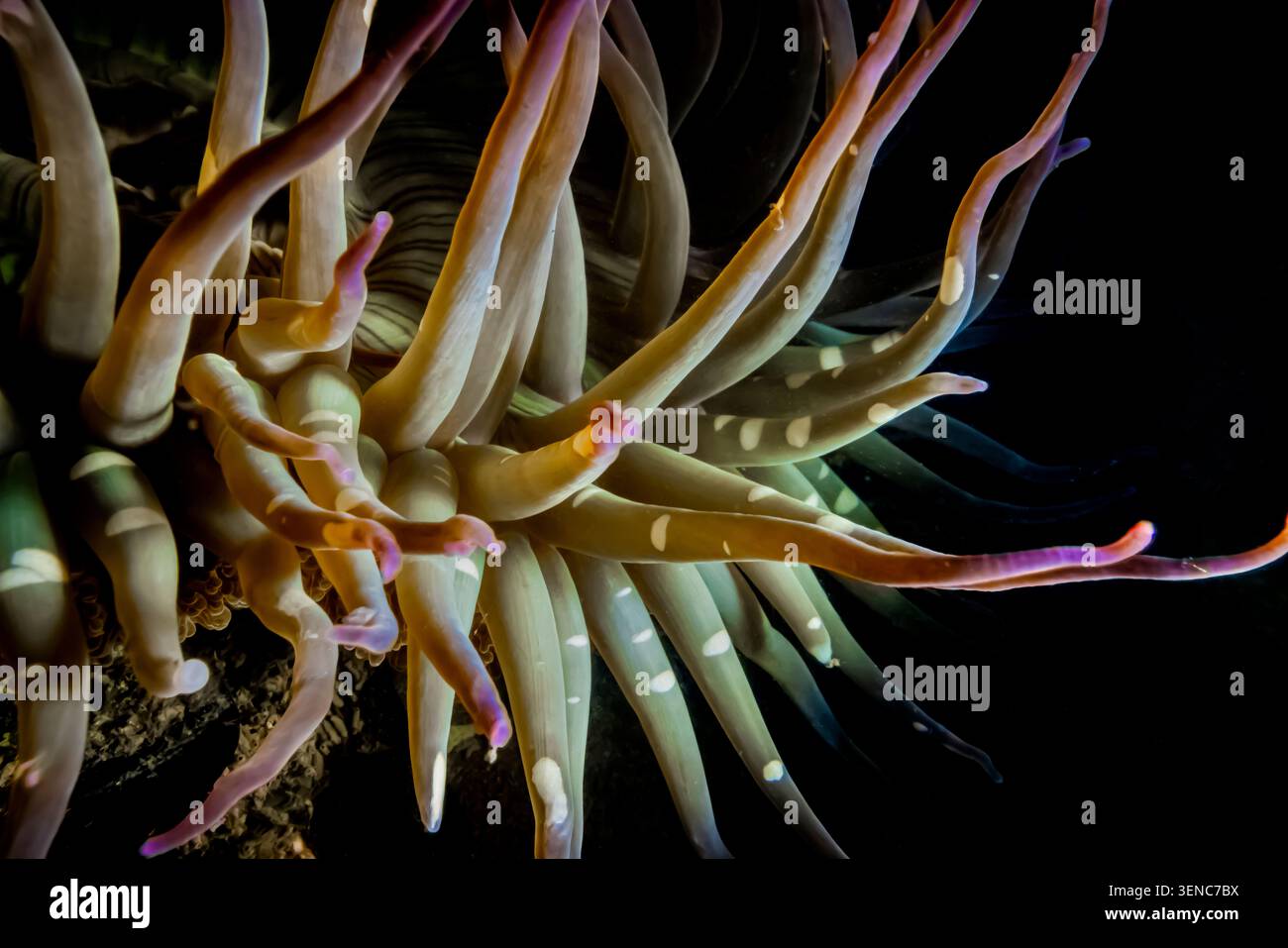 Sunburst Anemone, Anthopleura sola, s'accrochant à Moss Landing dans la baie de Monterey, Californie, États-Unis Banque D'Images