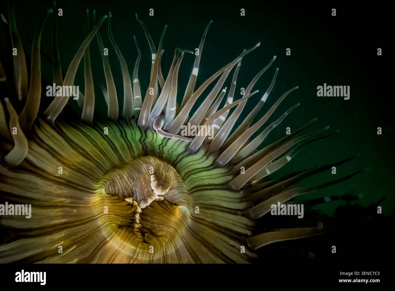 Sunburst Anemone, Anthopleura sola, s'accrochant à Moss Landing dans la baie de Monterey, Californie, États-Unis Banque D'Images