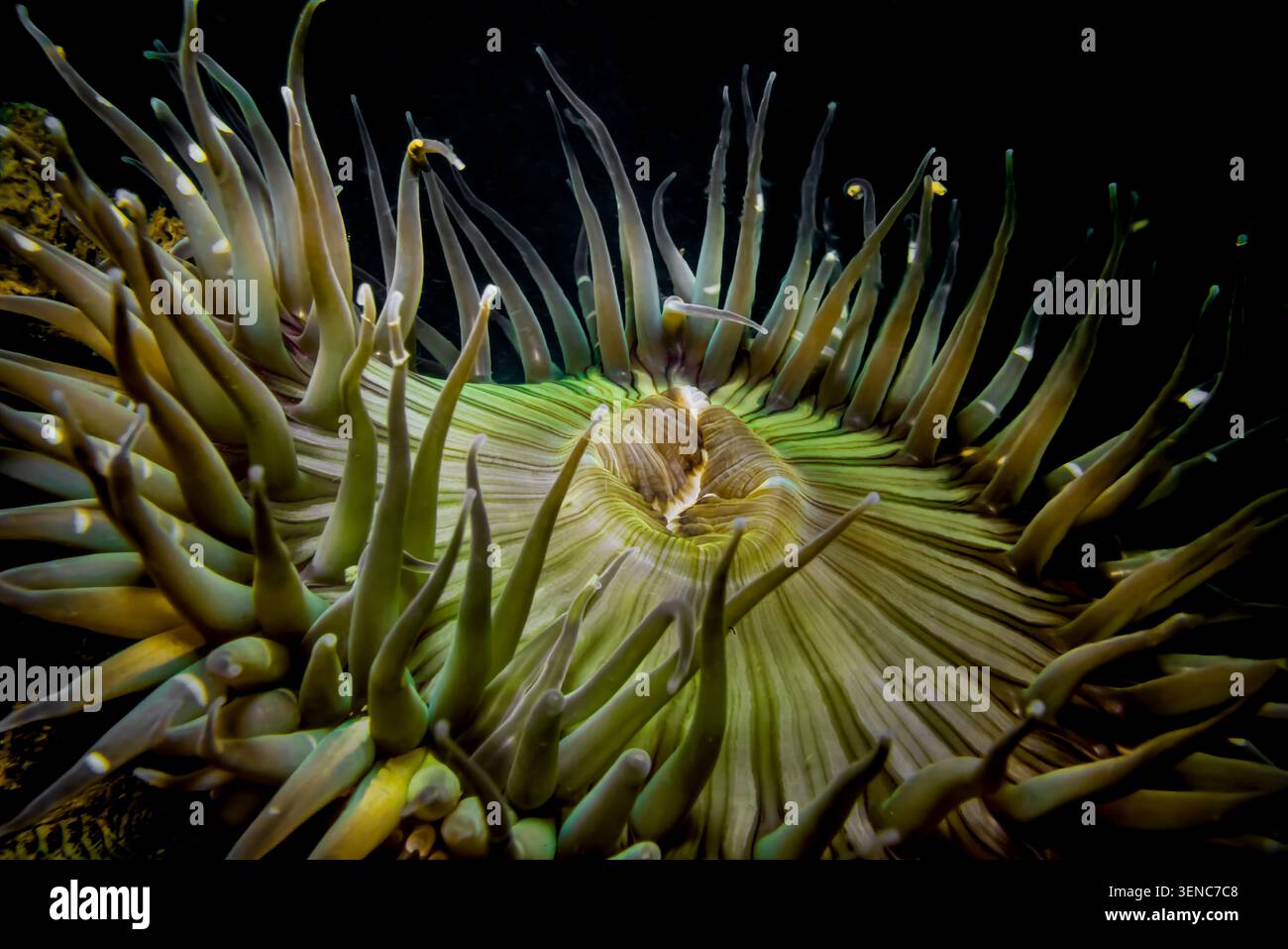 Sunburst Anemone, Anthopleura sola, s'accrochant à Moss Landing dans la baie de Monterey, Californie, États-Unis Banque D'Images