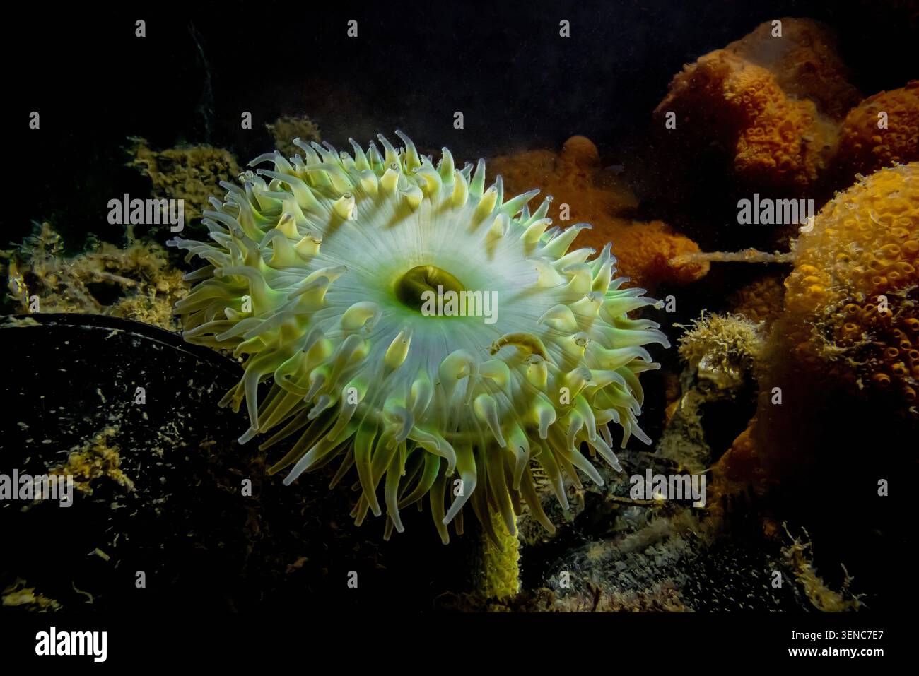Anémone verte géante, Anthopleura xanthogrammica, accrochée à un quai à Moss Landing dans la baie de Monterey, Californie, États-Unis Banque D'Images