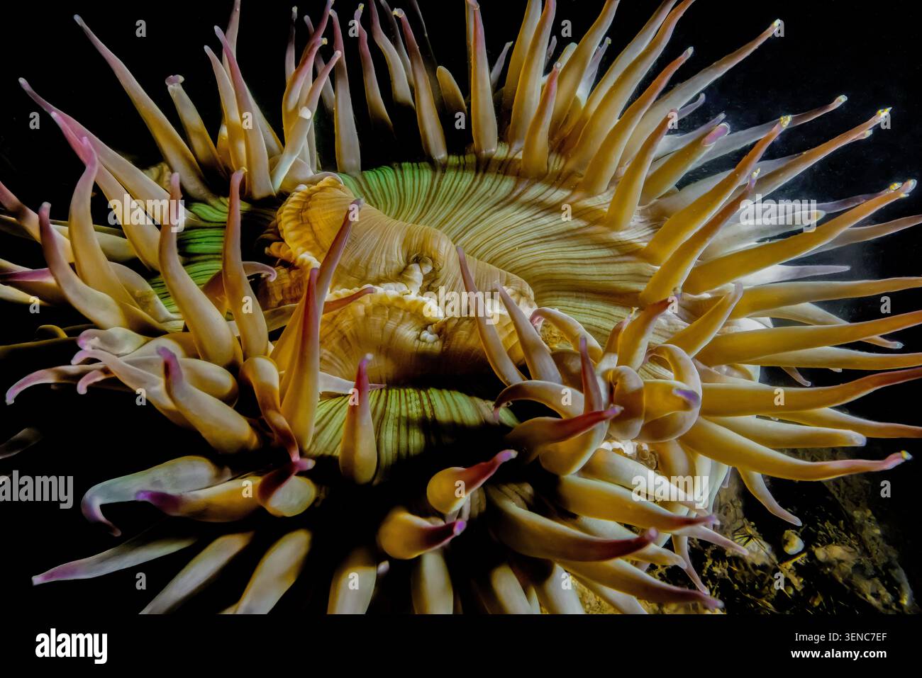 Sunburst Anemone, Anthopleura sola, s'accrochant à Moss Landing dans la baie de Monterey, Californie, États-Unis Banque D'Images