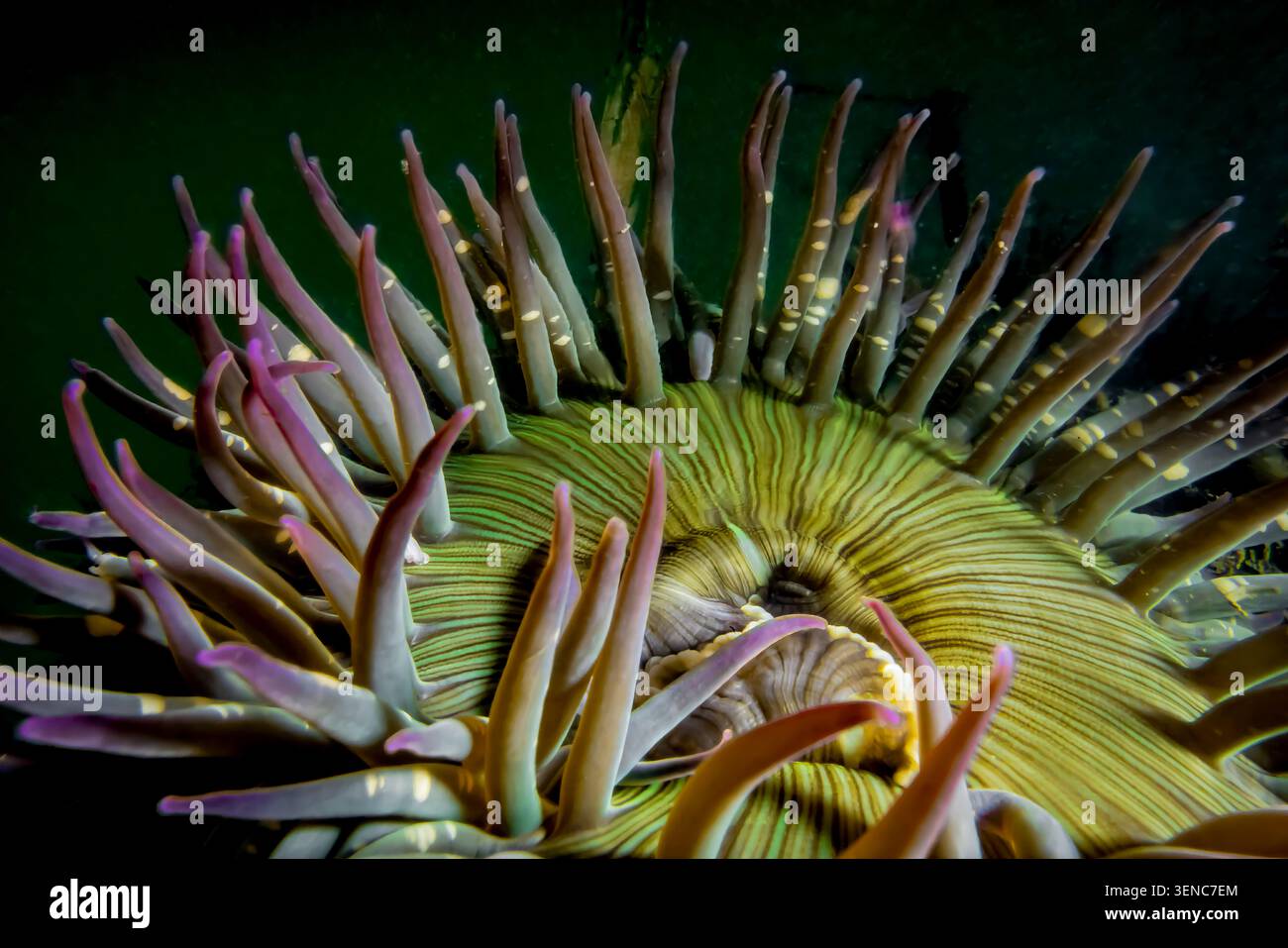 Sunburst Anemone, Anthopleura sola, s'accrochant à Moss Landing dans la baie de Monterey, Californie, États-Unis Banque D'Images