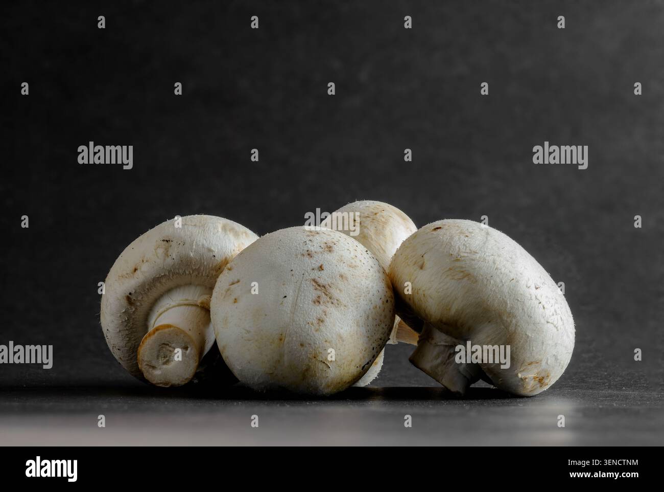 Groupe de champignons agaricus crus avec des chapeaux texturés sur une surface sombre, éclairage de studio Banque D'Images