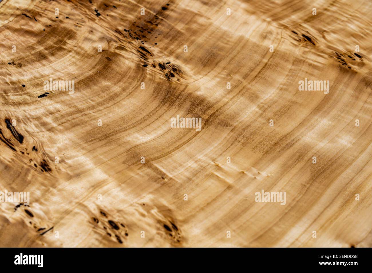 Gros plan de dalle de bois en ronce figurée de qualité supérieure, texture de grain organique élégante avec motifs naturels et détails artisanaux Banque D'Images