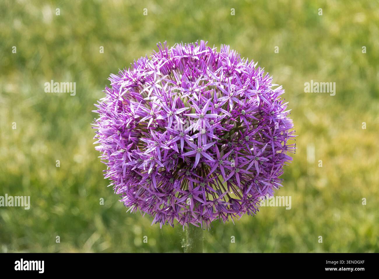 Allium géant, Allium giganteum « Globemaster » Banque D'Images