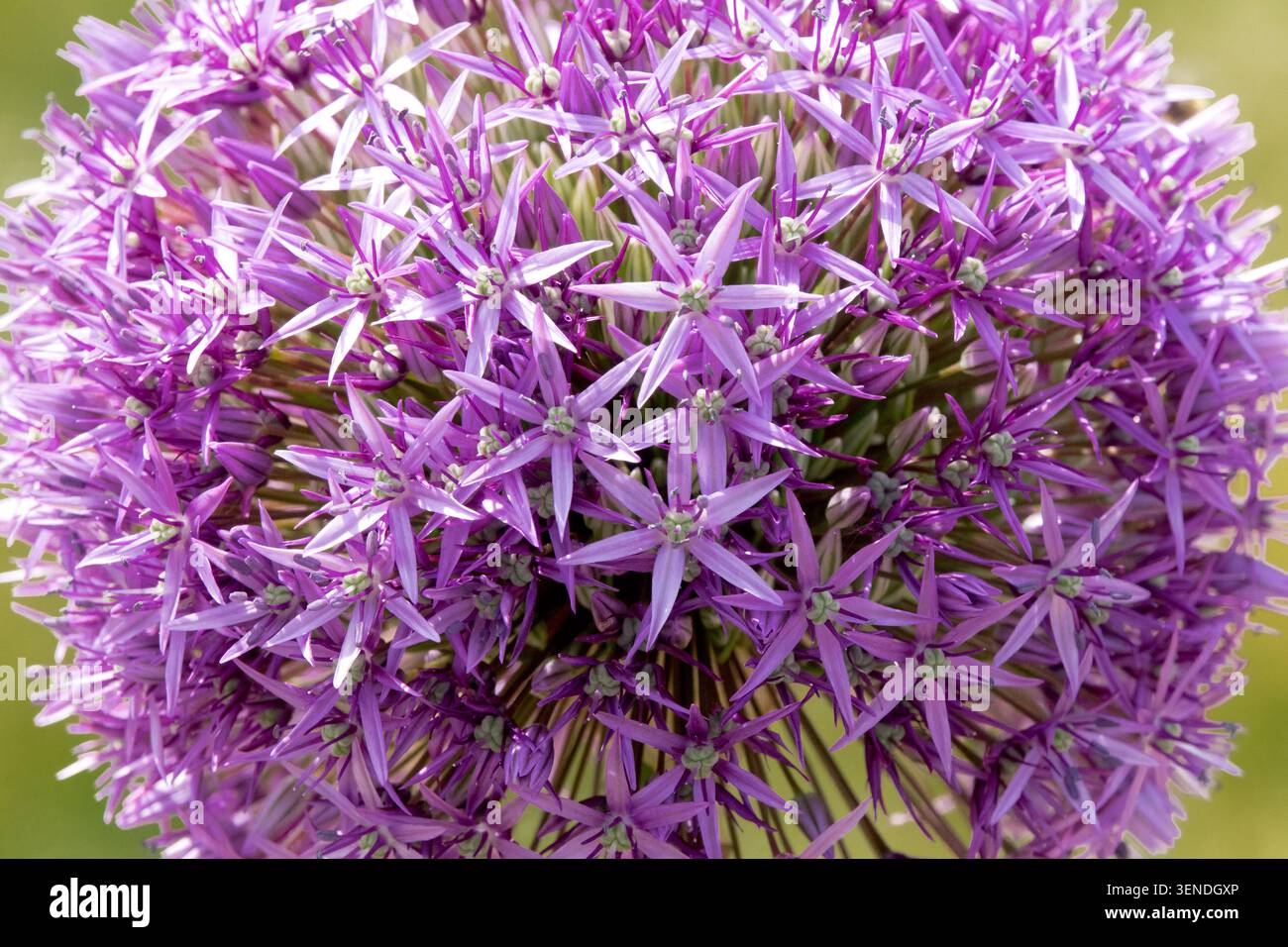Allium géant, Allium giganteum « Globemaster » Banque D'Images