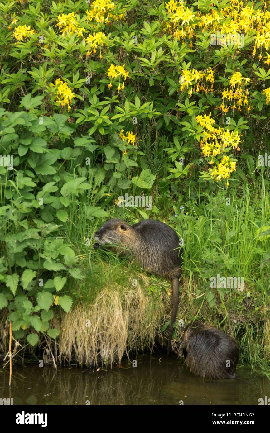 Nutria Myocastor coypus sur une rive herbeuse de rivière sous les fleurs jaunes de Rhododendron luteum dans un jardin de printemps Banque D'Images