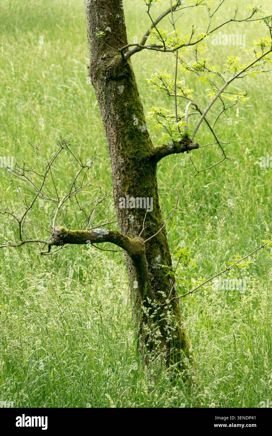 Jeune tronc d'arbre avec des feuilles vertes dans un pré d'herbe haute Banque D'Images