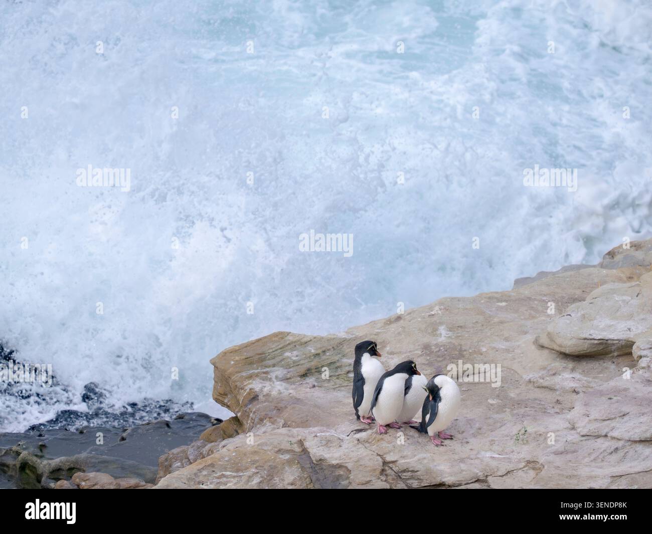 Manchot Rockhopper (Eudyptes chrysocome), sous-espèce Southern R. Eudyptes chrysocome chrysocome, dans la zone brisante de l'île Saunders. South Amer Banque D'Images