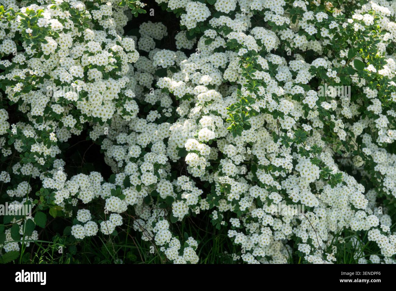 Fleurs blanches de Vanhoutte Spirea Spiraea x vanhouttei dans un jardin de printemps Banque D'Images
