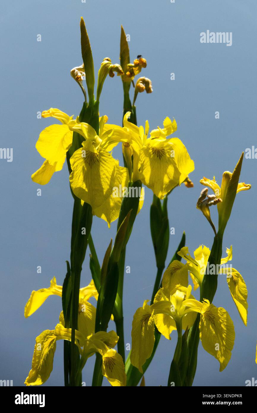 Fleurs jaunes de drapeau jaune Iris Iris pseudacorus, contre l'eau bleue dans un jardin d'été Banque D'Images