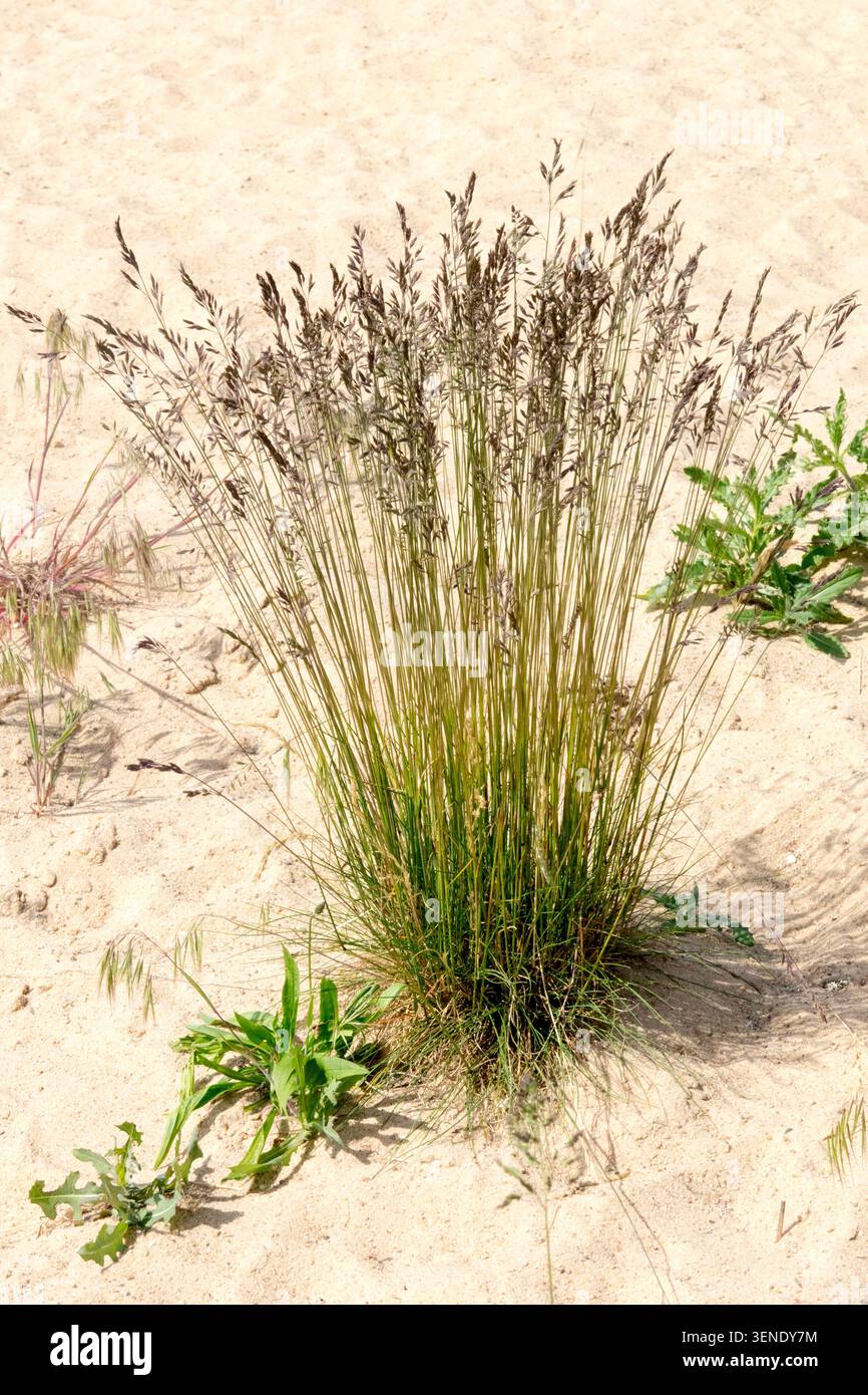 Inflorescences brunes de fétuque rouge Festuca rubra poussant sur le sable Banque D'Images
