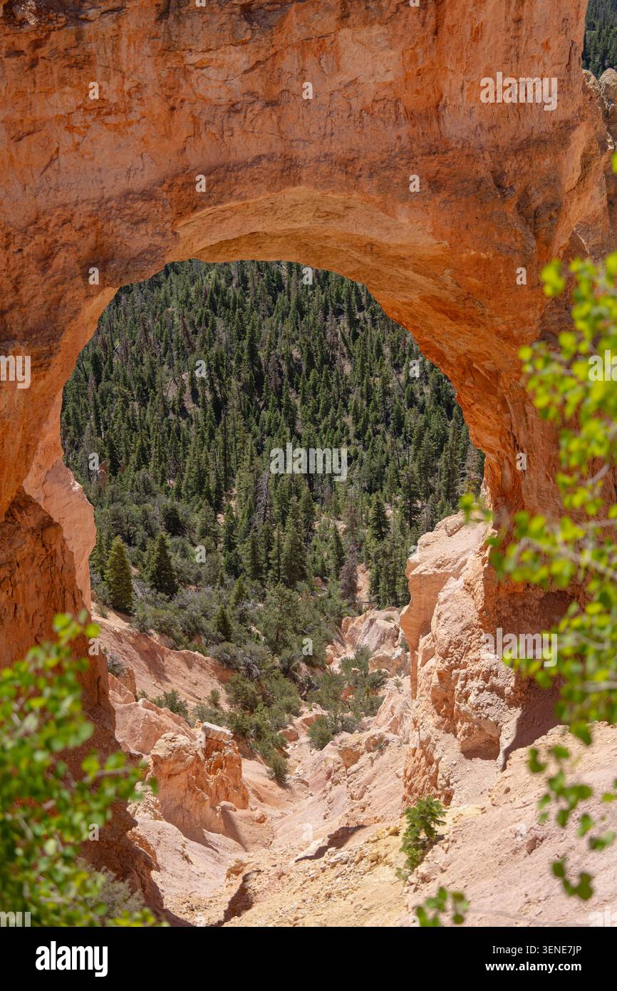Arc de roche naturel encadrant une forêt de pins verts dans un canyon rouge, avec pierre ensoleillée et feuilles molles au premier plan, montrant un paysage désertique pittoresque et Banque D'Images