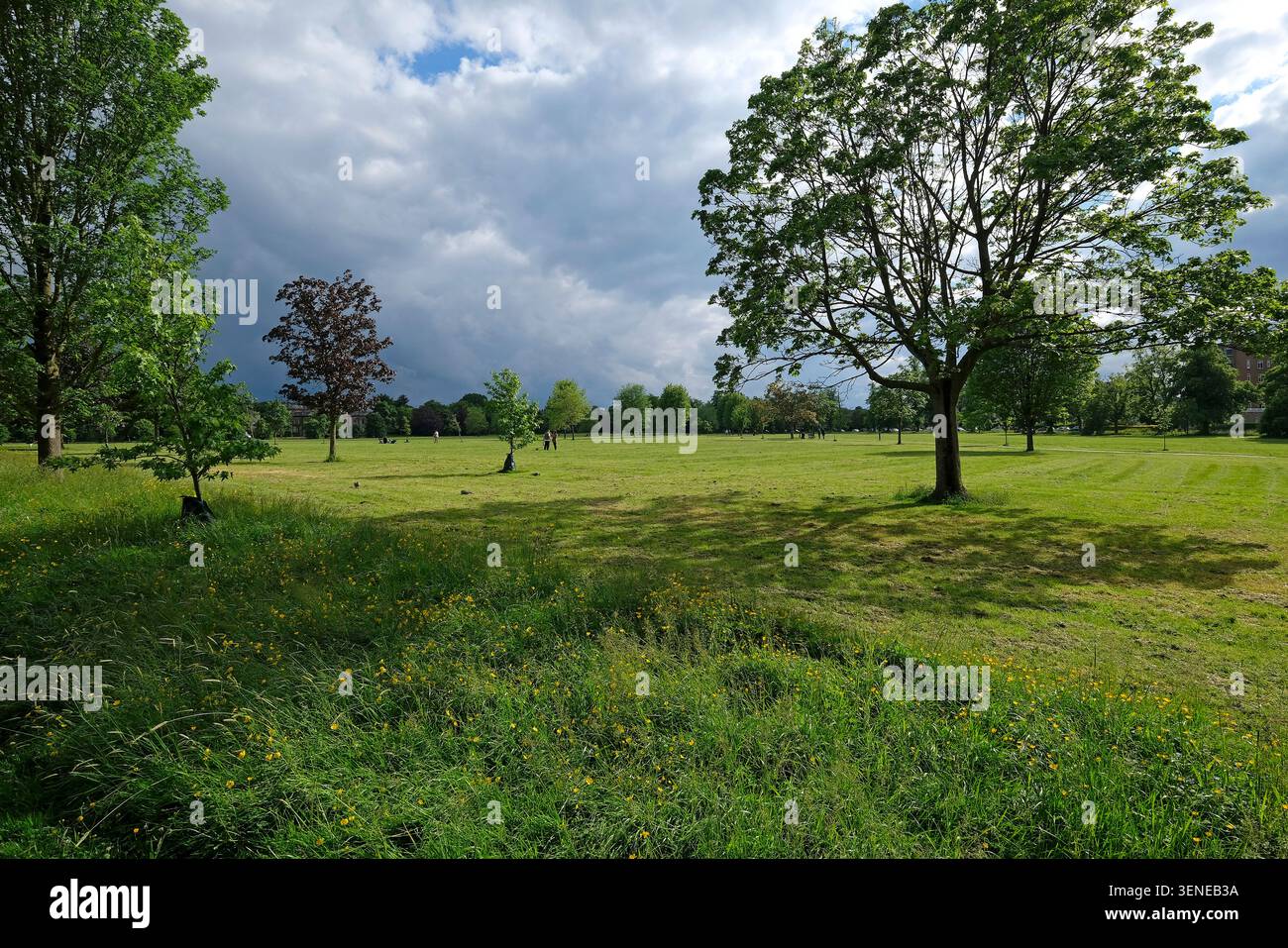 le parc errant, harrogate, yorkshire du nord, angleterre Banque D'Images
