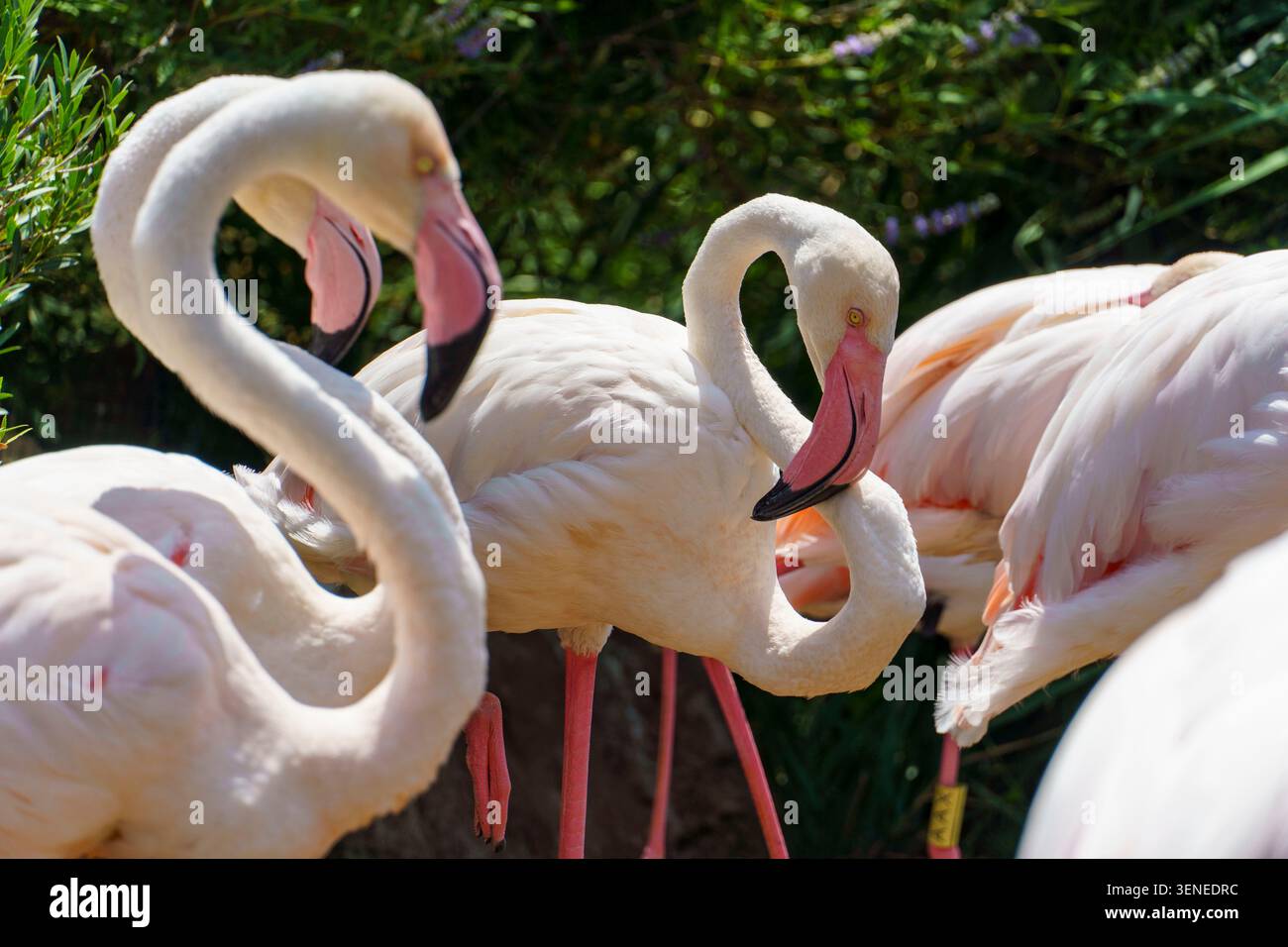 Un groupe d'élégants grands flamants roses préservant leurs plumes roses et blanches douces devant le feuillage vert Banque D'Images