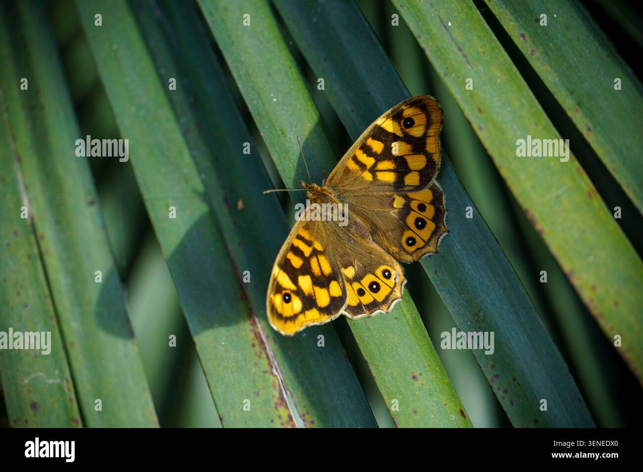 Papillon en bois moucheté (Pararge aegeria) reposant sur des feuilles de palmier vertes aux ailes ouvertes sous la lumière naturelle du soleil Banque D'Images