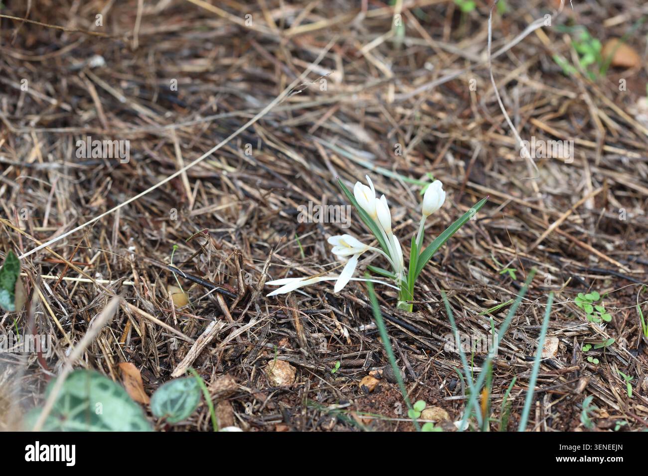 crocus sp sauvage en méditerranée Banque D'Images