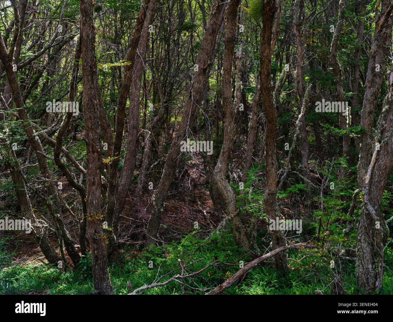 Végétation forestière subantarctique, forêt typique de hêtres antarctiques (Nothofagus antarctica). Paysage dans le Parc National Tierra del Fuego. South AME Banque D'Images