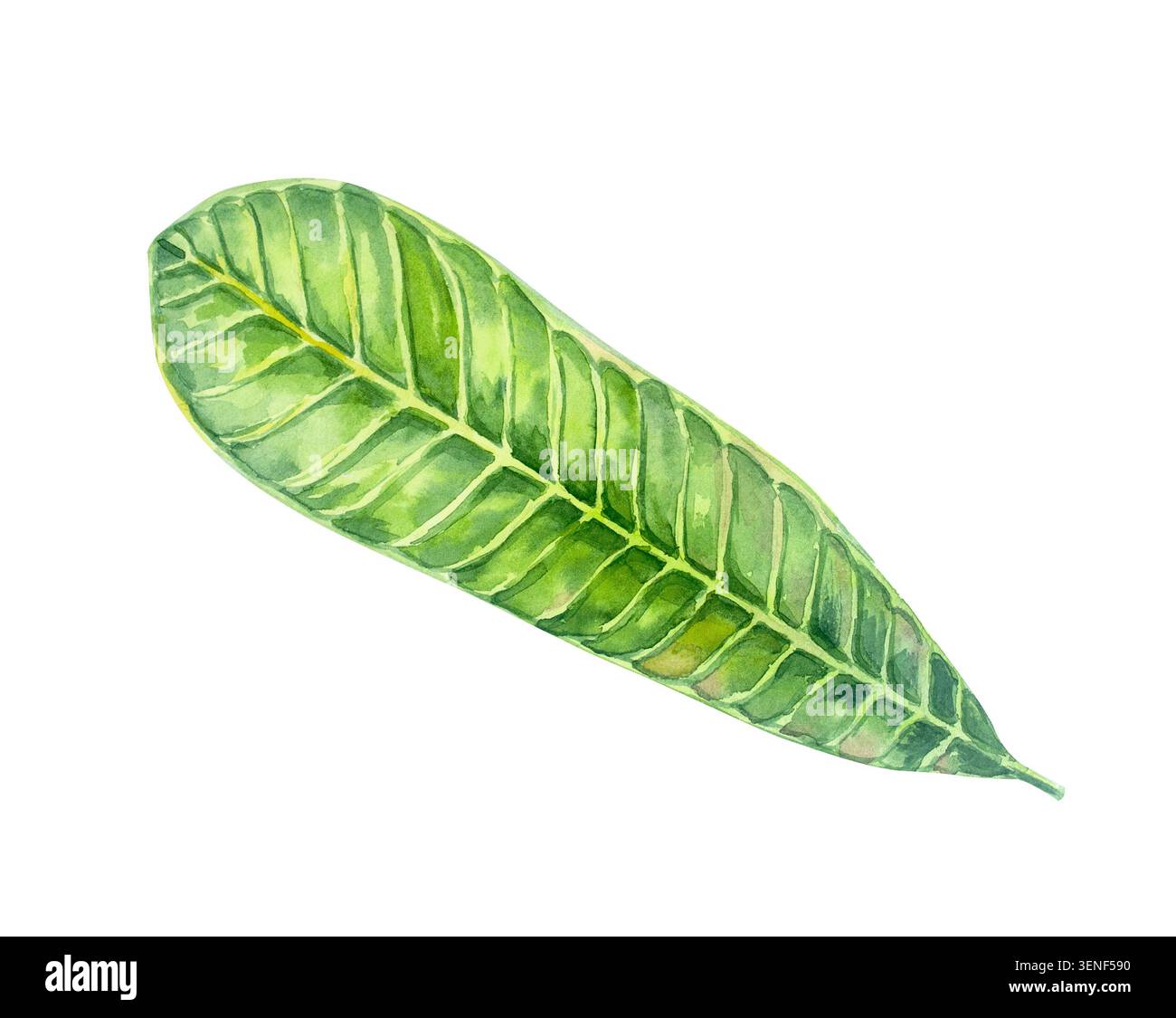 Feuillage botanique exotique exotique vert de feuilles de plumeria frangipani. Elément isolé d'illustration d'aquarelle dessinée à la main. Dessin détaillé réaliste pour Banque D'Images