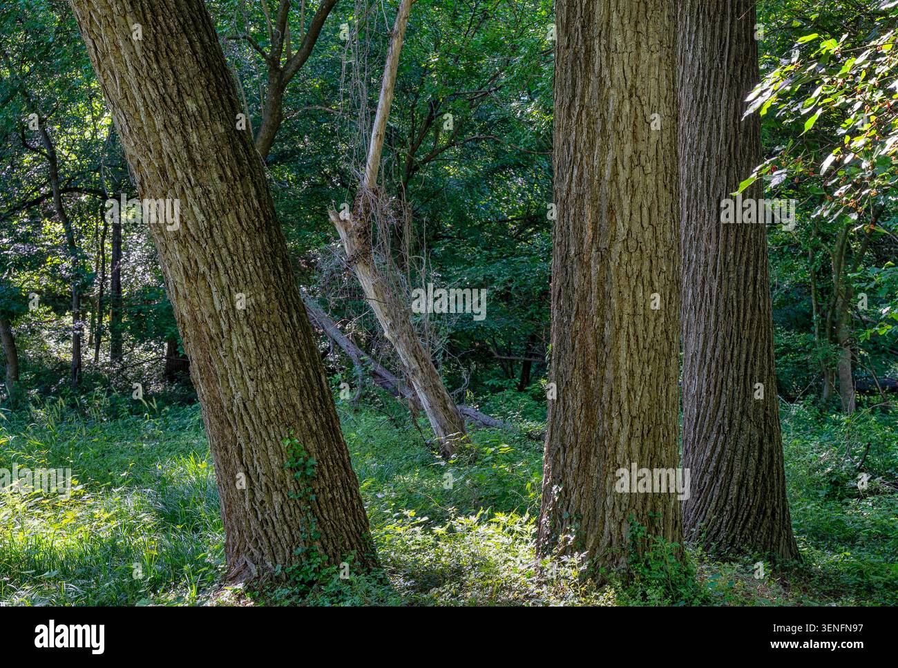 Un bosquet d'arbres matures dans un parc rural Banque D'Images