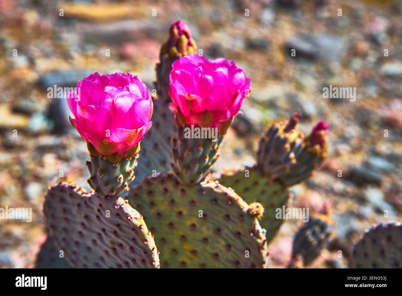 Fleur de cactus rose en gros plan avec Prickly Pear Pads dans Desert Spring Banque D'Images