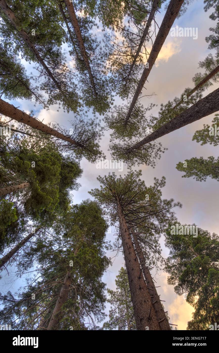Une vue panoramique verticale spectaculaire à grand angle capturant des canopées de pins majestueux sur un terrain de camping près du lac Fallen Leaf et du lac Tahoe Banque D'Images