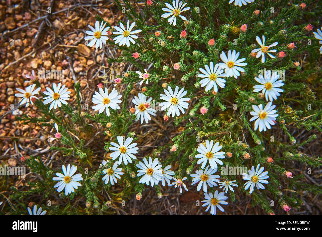 Fleurs sauvages du désert dans Bloom White Daisies et Pink Buds sur Rocky Arizona Ground Banque D'Images