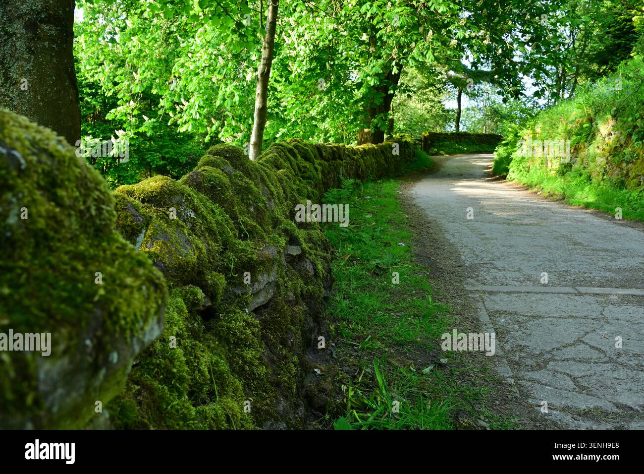 Mur de pierre couvert de mousse à côté du sentier forestier ombragé sinueux Banque D'Images
